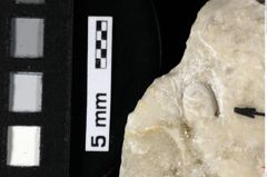 Foto (Detailansicht) von Cracensigillatus acutirostrus (Moericke, 1889) (NHMW-GEO-1990-0041-0168)